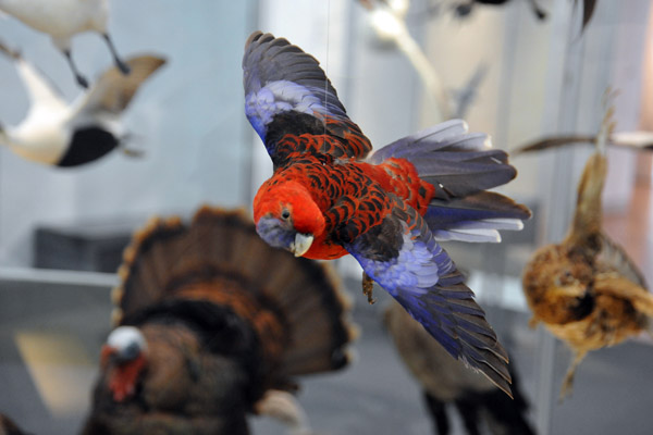 Crimson Rosella