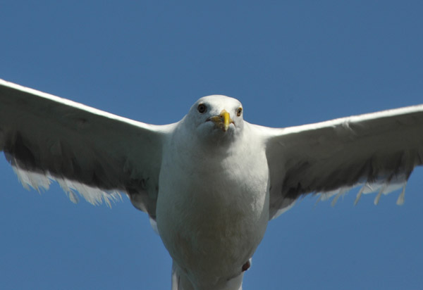 SFOOct09 136.jpg