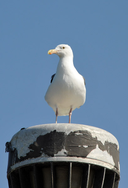 SFOOct09 152.jpg