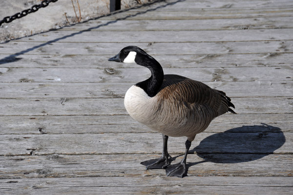 Canada Goose (Branta canadensis) - Toronto