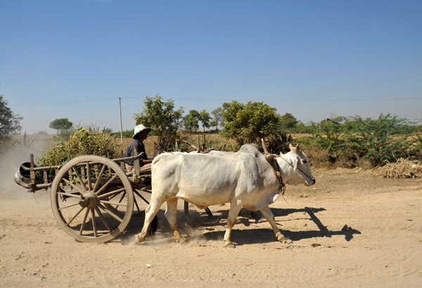 Bullock Cart - a sure sign your are in rural Myanmar