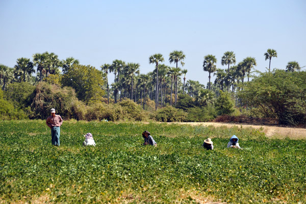 Farmers in fields outside Tada-U