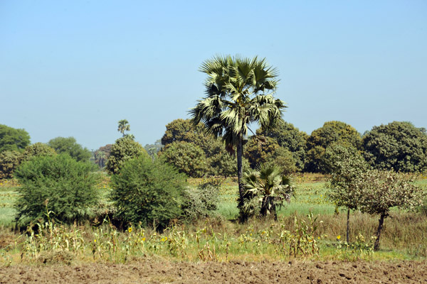 Dry season in Mandalay Division (province), January 2010