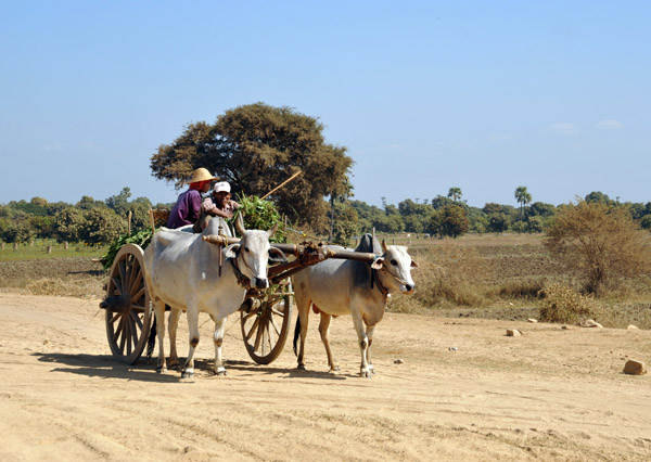 Burmese bullock cart near Tada-U, Mandalay Division