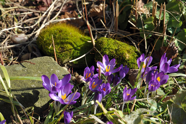 Early blooms in March, Warwick