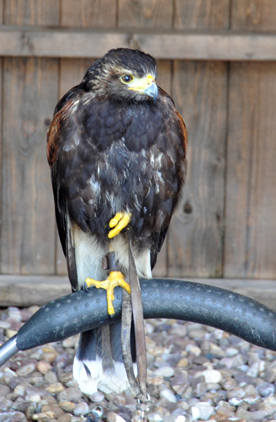 Falcon, Warwick Castle