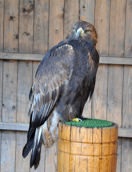 Eagle, Warwick Castle