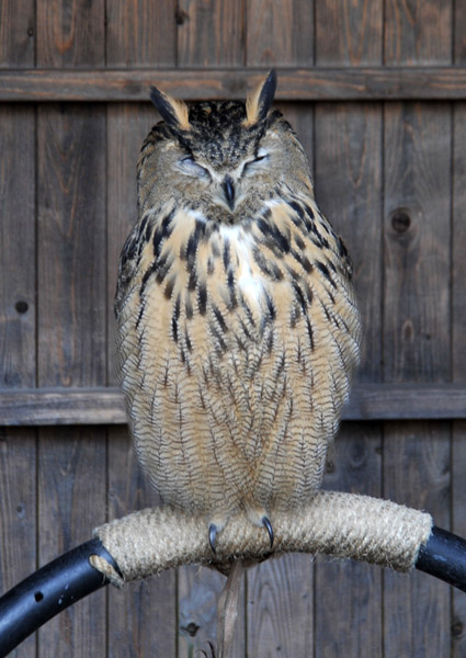 Owl, Warwick Castle