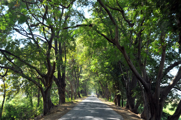 The shady tree-lined road leading to the Inwa Ferry