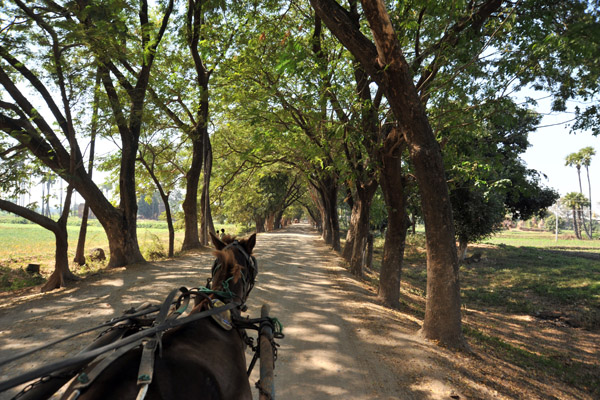 Shady tree-lined street in Inwa by horse cart