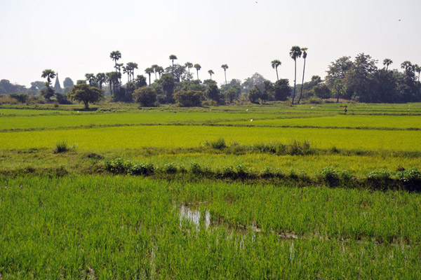 Green rice paddies and palm trees, Inwa