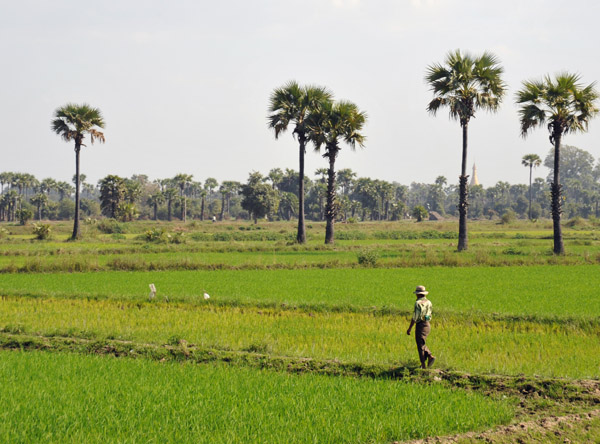 Burmese farmer on the ridge between rice paddies