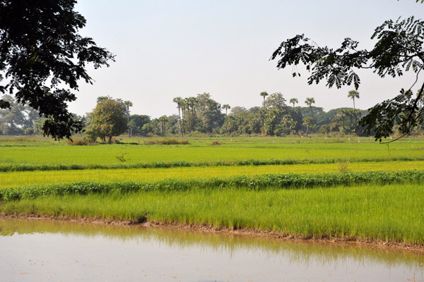 Rice paddies around Bagaya Monstery to the west of the Ancient Capital of Inwa