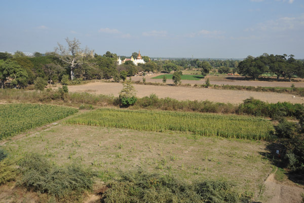 View across the corn fields now covering the site of the ancient capital to Maha Aungmye Bonzan, the Brick Monastery