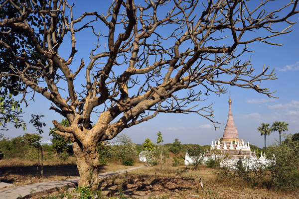 Path past an old tree to the stupa northwest of the Brick Monastery