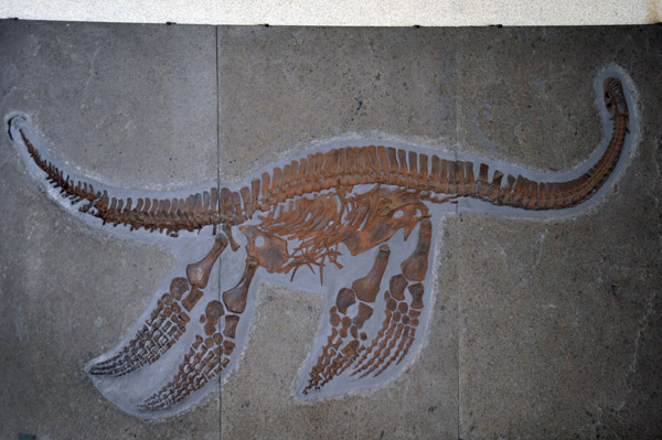 Schlangenhalssaurier - 170 million year old dinosaur fossil