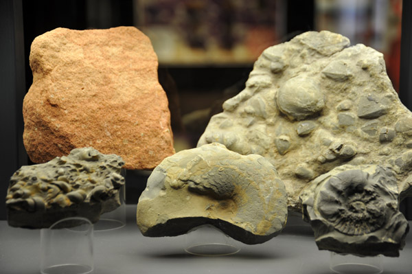 Fossils, Deutsches Bergbau-Museum