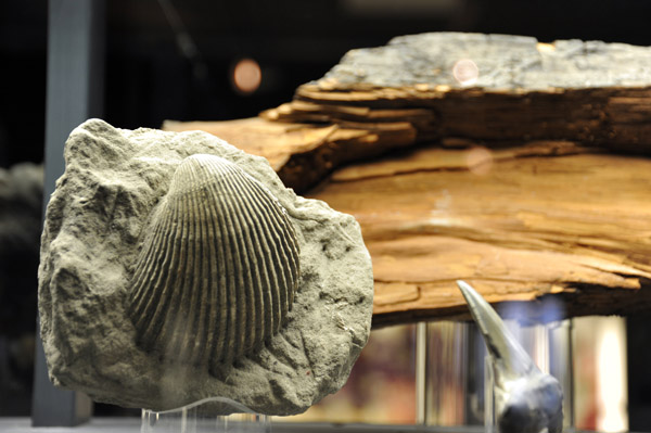 Fossil shell, Deutsches Bergbau-Museum