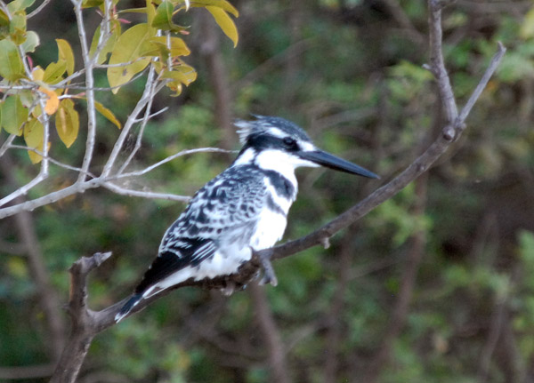 Pied Kingfisher (Ceryle rudis), Kafue National Park