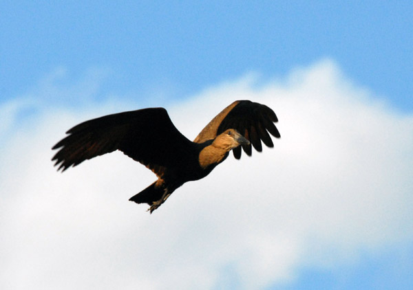 Hamerkop (Scopus umbretta) in flight, Kafue National Park