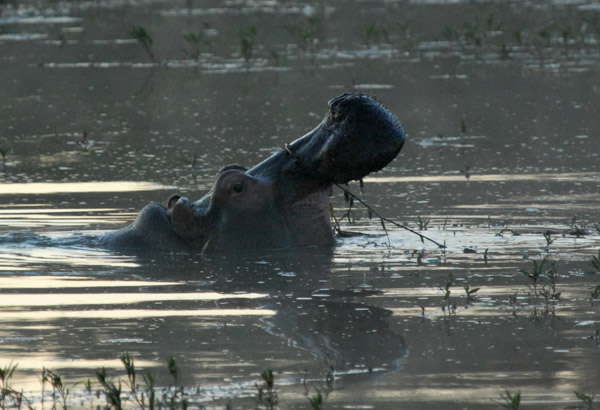 Hippo with open mouth Puku Pan