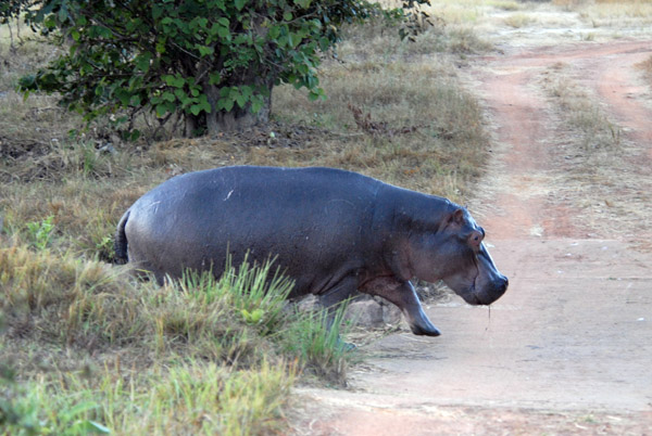 Hippo abandoning the shallow pool behind the lodge