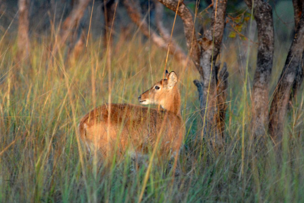 Puku in the early morning light