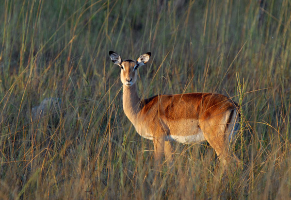 Female impala, Puku Pan