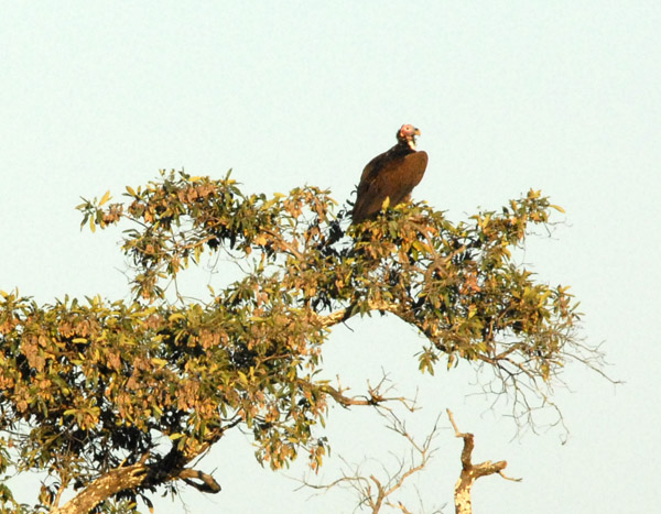 Lappet-faced Vulture (Torgos tracheliotus) in a tree