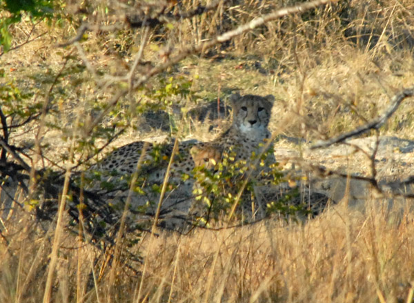 Cheetah mother and cub, not far from the lodge, Puku Pan