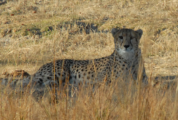 Cheetah, the world's fastest land animal