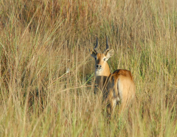 Male puku in the tall grass