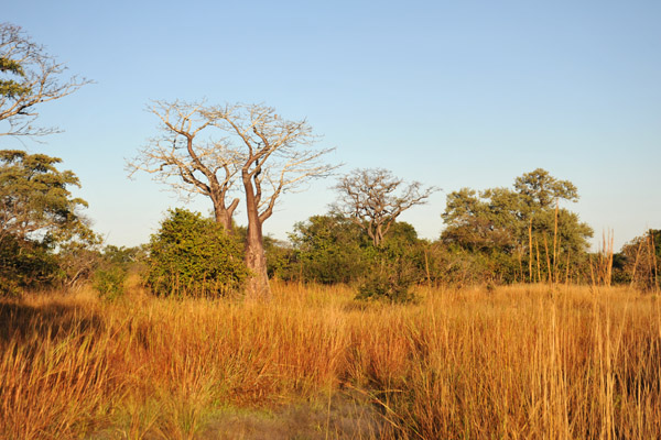 Namwala West Game Management Area, Zambia
