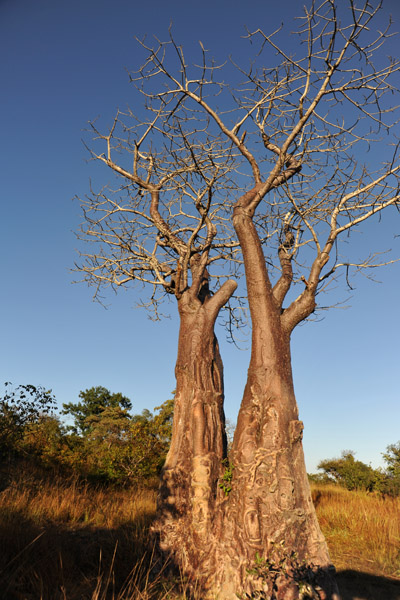 Twin Baobabs, Puku Pan