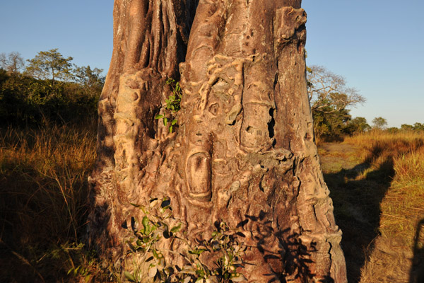 Twin Baobabs, Puku Pan