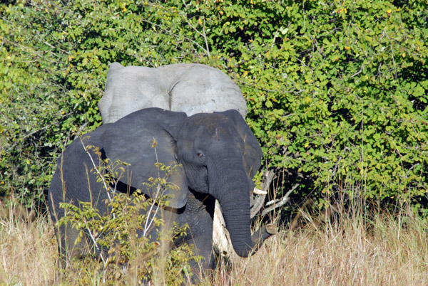 Elephants - the blackness is just because it's wet, Puku Pan