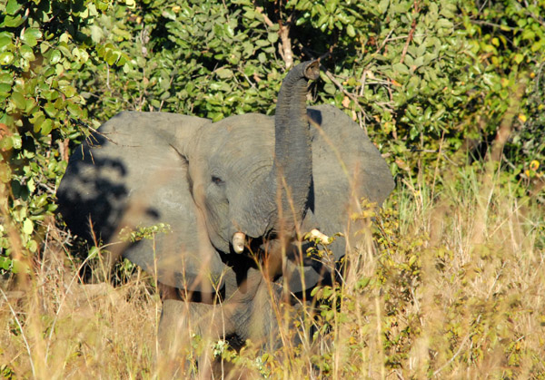 Elephant raising trunk to smell us