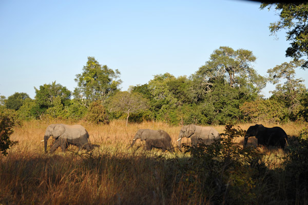 Elephants, Puku Pan