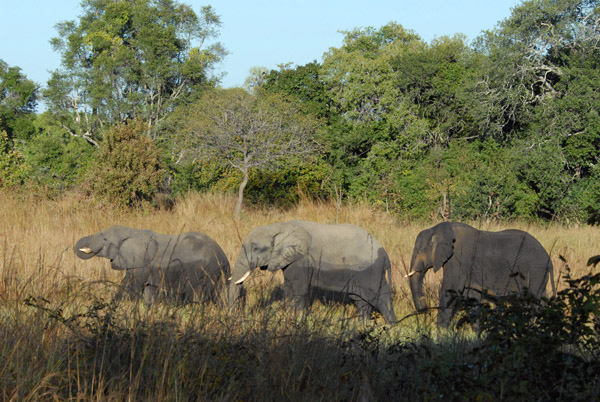 Elephants, Puku Pan