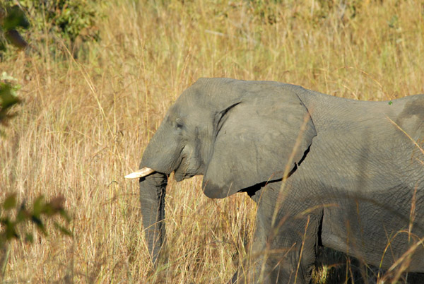 Puku Pan - elephant