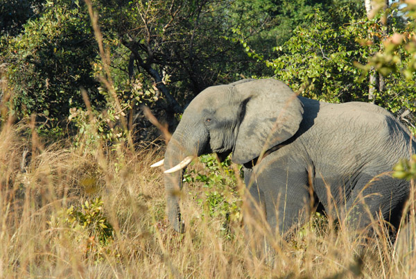 Puku Pan - elephant