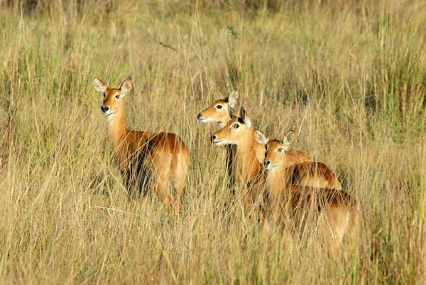 Four female puku