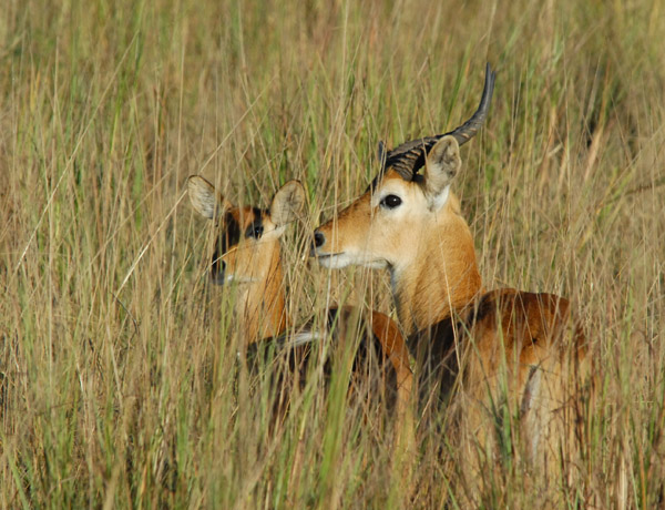 Male and female puku