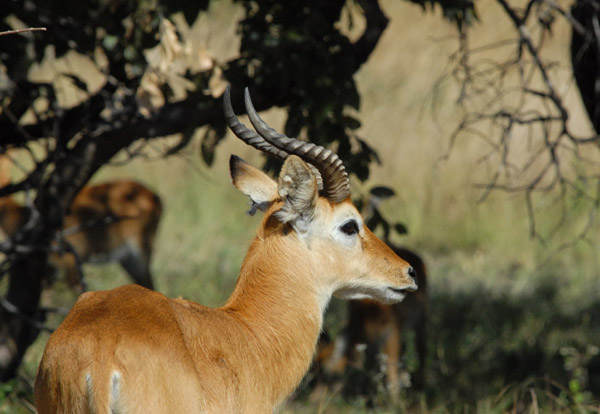 Male Puku