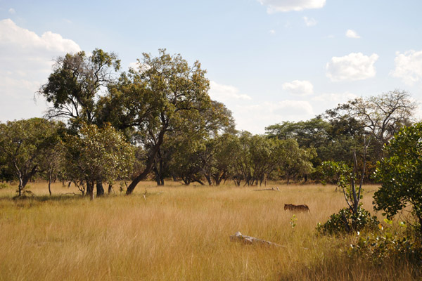 McBridge's Camp is within Kafue National Park proper