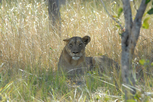 Lioness near McBrides Camp, Kafue National Park