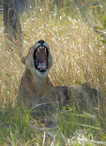 Lion teeth