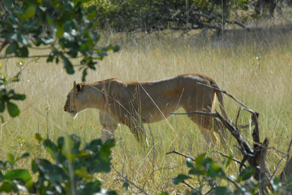 Lioness near McBride's Camp, Kafue National Park