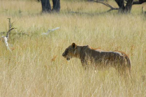 Lioness in the tall grass, Kafue National Park