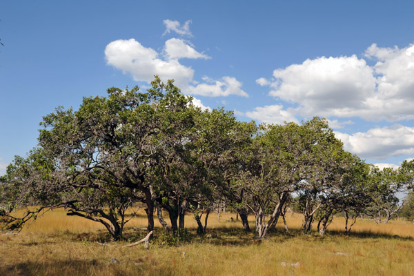 The bush of Kafue National Park near McBride's Camp